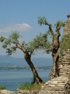Der Olivenbaum - die mediterrane Pflanze gehört zur Familie der Ölbaumgewächse (Oleaceae) und wird bereits seit dem vierten Jahrtausend vor Christus kultiviert